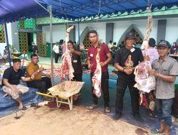 Masjid Agung AL Hikmah Tanjungpinang Sembelih Hewan Qorban Belasan ekor Sapi dan Kambing