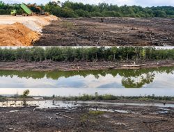 Ancam Kerusakan Mangrove, DPW PWO Dwipa Kepri Minta Penimbunan Mangrove di Marina Segera Dihentikan
